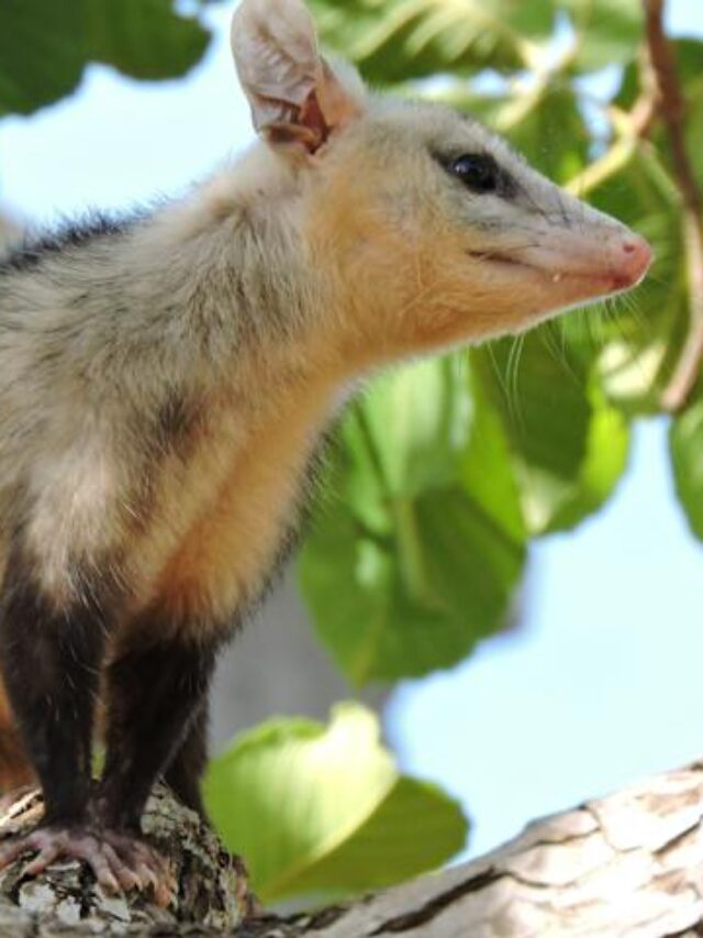 How To Keep Opossums Out Of Your Yard?