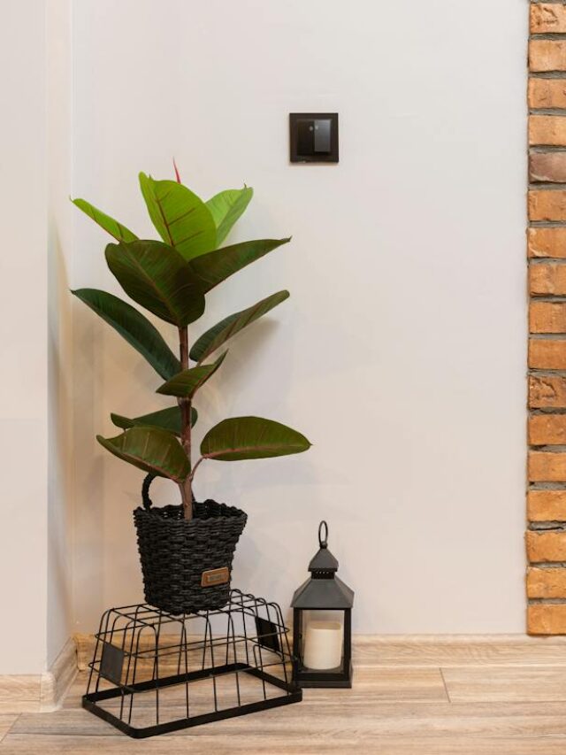 7 Reasons Why Your Ficus Suddenly Dropped Its Leaves